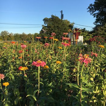 Terhune Orchards - pick your own flowers! fall 2017 - Fruits & Veggies Near Me - Princeton, New Jersey Terhune Orchards - pick your own flowers! fall 2017 - Fruits & Veggies Near Me - Princeton, New Jersey
