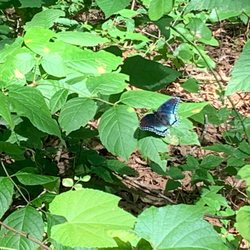 Lake Charles State Park - Spice bush swallowtail?