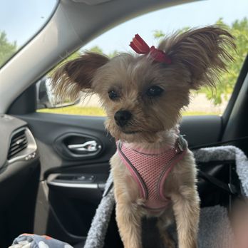 Pawsitive Grooming Salon - Pet Groomers Near Me - Conway, South Carolina