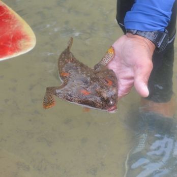 La Vita E Bella - Bat fish that was hiding in the sand...on the bottom - Rafting/Kayaking Near Me - Marco Island, Florida