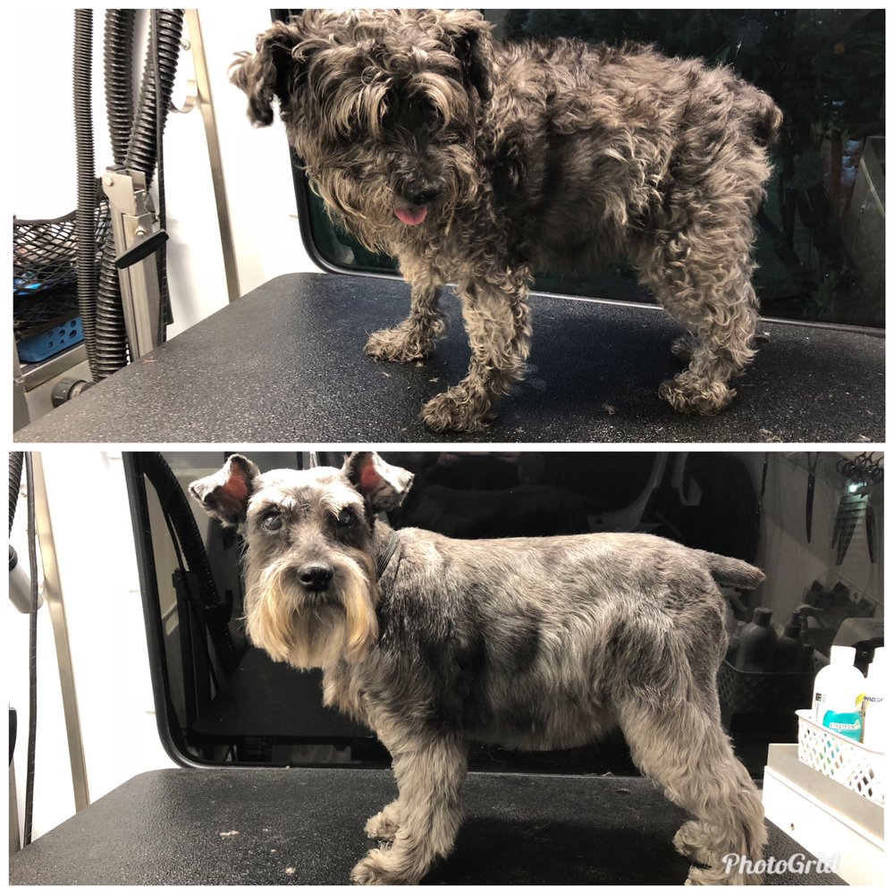 AUSSIE PET MOBILE RHODE ISLAND & NE CONNECTICUT 71 Photos & 15