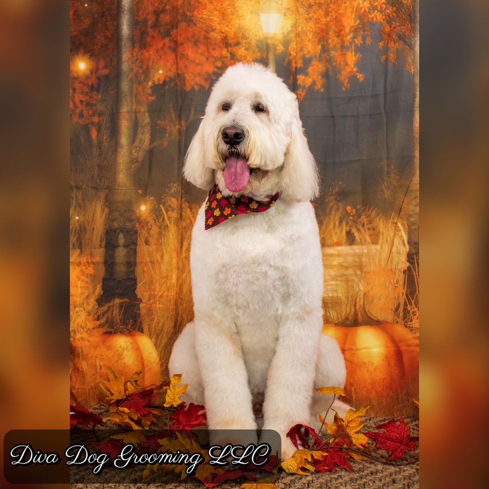 DIVA DOG GROOMING Updated August 2024 2709 Piedmont Ave, Duluth