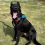 Photo of Hele Mai K9