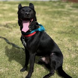 Hele Mai K9 - Boba was such a comical dog with so much spunk and always made us laugh. We enjoyed having him board with us.