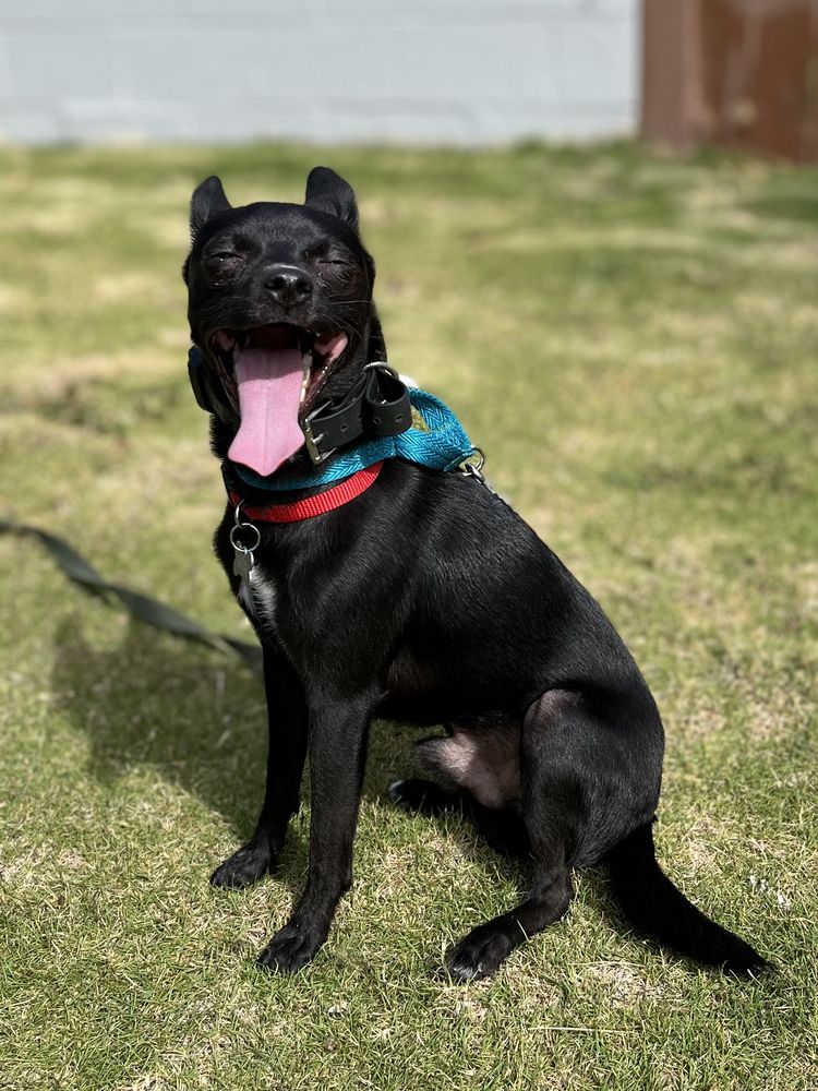 Hele Mai K9 - pet boarding facility in Kapolei, HI