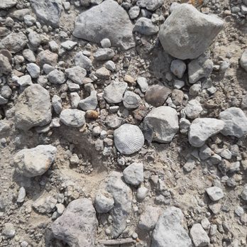Fossil & Prairie Center - Look closely. Do you see it? - Parks Near Me - Rockford, Iowa Fossil & Prairie Center - Look closely. Do you see it? - Parks Near Me - Rockford, Iowa