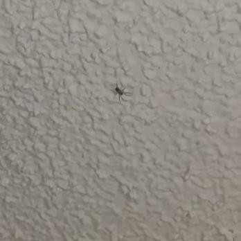 La Grande Inn - Spider on ceiling - Hotels Near Me - La Grande, Oregon La Grande Inn - Spider on ceiling - Hotels Near Me - La Grande, Oregon