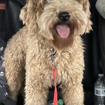 PetSmart Grooming - How we dropped him off. He just needed a trim. - Pet Stores Near Me - Canton, Georgia