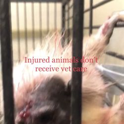 Mini S Exotic Zoo - Animals suffer illness and injury without proper care