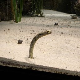 Garden Eel Garden Eel