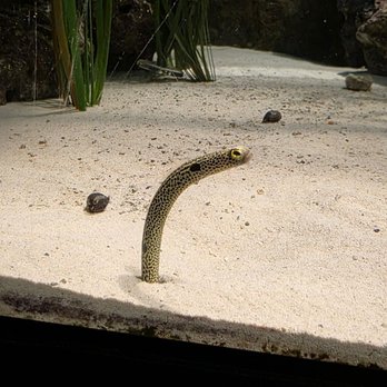 Belle Isle Aquarium - Garden Eel - Aquariums Near Me - Detroit, Michigan Belle Isle Aquarium - Garden Eel - Aquariums Near Me - Detroit, Michigan