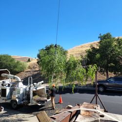 Mr Tree Specialist - Tree removal whit crane