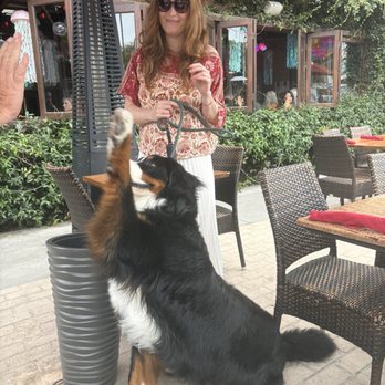 Barbarella Restaurant & Bar - Dog friendly. - Breakfast & Brunch Near Me - Playa La Jolla, California Barbarella Restaurant & Bar - Dog friendly. - Breakfast & Brunch Near Me - Playa La Jolla, California