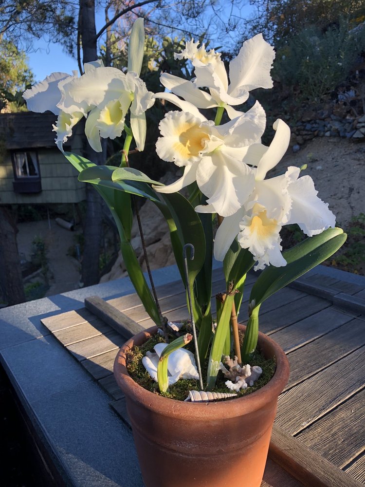 DIVINE ORCHIDS Updated September 2024 1015 Urania Ave, Encinitas