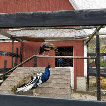 Maybury Farm - Attraction Farms Near Me - Northville, Michigan Maybury Farm - Attraction Farms Near Me - Northville, Michigan