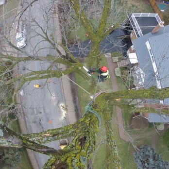 STS Tree Services Ltd - Tree Services Near Me - Mississauga, Ontario