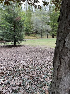 Hopelands Gardens by null