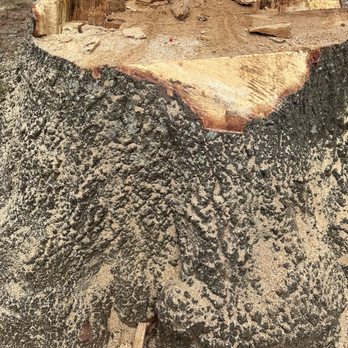 The Lumberjacks - Diseased/Rotten Tree near my house. - Tree Services Near Me - Boiling Springs, South Carolina The Lumberjacks - Diseased/Rotten Tree near my house. - Tree Services Near Me - Boiling Springs, South Carolina