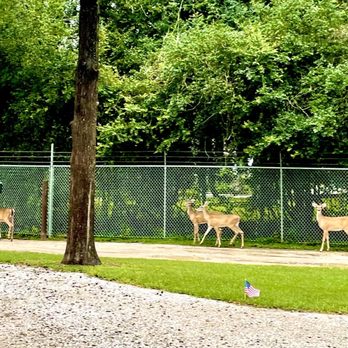 Triple-B RV Park, Lakeside - Deer going thru the park - RV Parks Near Me - Montgomery, Texas Triple-B RV Park, Lakeside - Deer going thru the park - RV Parks Near Me - Montgomery, Texas