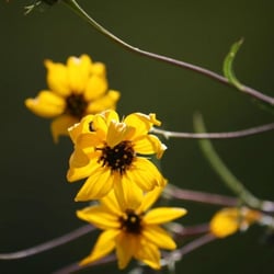Prairie Center
