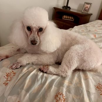 Happy Tails N' Paws - My miniture poodle after being groomed. She is almost 9 years old. - Pet Groomers Near Me - Cypress, Texas Happy Tails N' Paws - My miniture poodle after being groomed. She is almost 9 years old. - Pet Groomers Near Me - Cypress, Texas
