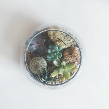 Brattle Square Florist - Little succulents - Florists Near Me - Cambridge, Massachusetts