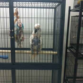 S & S Exotic Animals - Poor bird. It looks stressed. Parrots tend to pull feathers off itself when stressed and this one has lost a lot. - Pet Stores Near Me - Houston, Texas