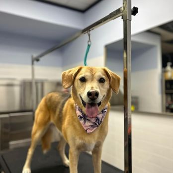 PetTastic Boutique - Pet Stores Near Me - Sebastian, Florida PetTastic Boutique - Pet Stores Near Me - Sebastian, Florida