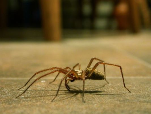 Pest Master Exterminators