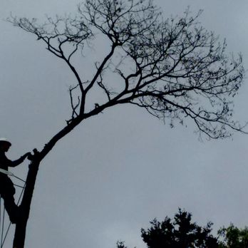 Dawkins Tree Care - Tree Services Near Me Dawkins Tree Care - Tree Services Near Me