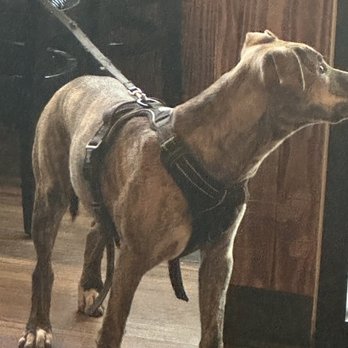 The Beer Junction - Dogs welcome. - Beer Bar Near Me - Seattle, Washington The Beer Junction - Dogs welcome. - Beer Bar Near Me - Seattle, Washington
