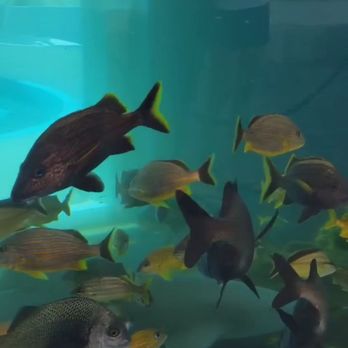 Loggerhead Marinelife Center - Fish tank - Community Service/Non-Profit Near Me - Juno Beach, Florida