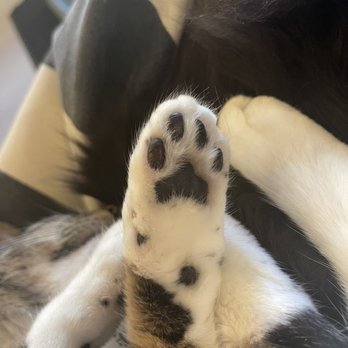 NEKO: A Cat Cafe - Themed Cafes Near Me - Seattle, Washington