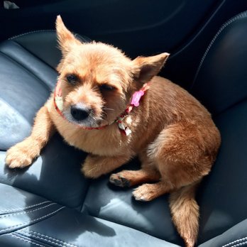 Pawfect Styles - Ginger after her first groom - she couldn't look any sweeter - Pet Groomers Near Me - Glen Ellyn, Illinois