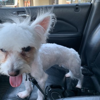 Groom & Board - Pet Groomers Near Me - Placentia, California
