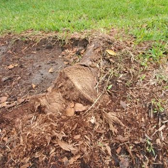 Volusia Bobcat & Tree Service - Tree Services Near Me - DeBary, Florida Volusia Bobcat & Tree Service - Tree Services Near Me - DeBary, Florida