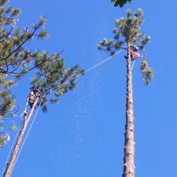 Dayne's Tree Care - Tree removal