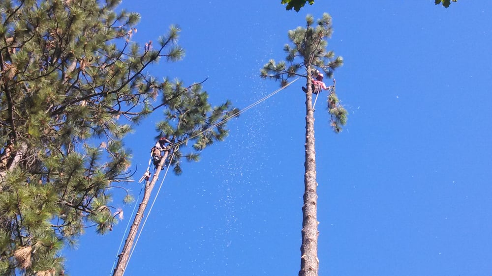 Dayne's Tree Care - tree service in Spokane, WA
