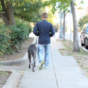 Adina The Dog With Attitude - Heeling - Pet Training Near Me - Washington, DC, District of Columbia Adina The Dog With Attitude - Heeling - Pet Training Near Me - Washington, DC, District of Columbia