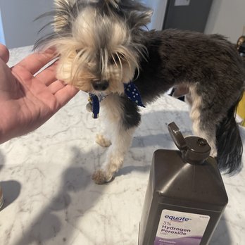 Wilton Waggerz - My dog was injured here - Pet Sitting Near Me - Oakland Park, Florida Wilton Waggerz - My dog was injured here - Pet Sitting Near Me - Oakland Park, Florida