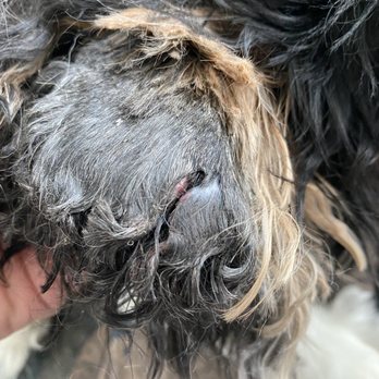 Healthy Spot - Manhattan Beach - The "small cut" to my poor dog's ear. - Pet Sitting Near Me - Manhattan Beach, California Healthy Spot - Manhattan Beach - The "small cut" to my poor dog's ear. - Pet Sitting Near Me - Manhattan Beach, California