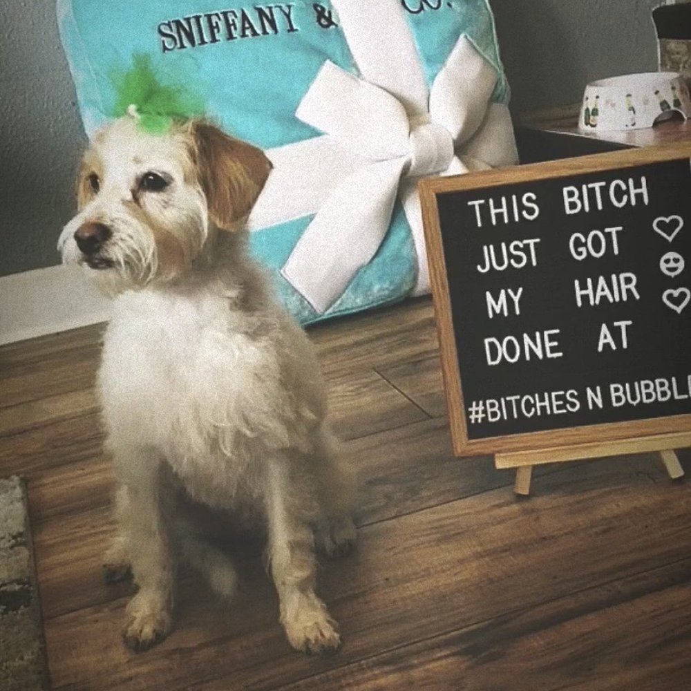 Bitches N Bubbles - She is just so proud! - Pet Groomers Near Me - Long Beach, California Bitches N Bubbles - She is just so proud! - Pet Groomers Near Me - Long Beach, California
