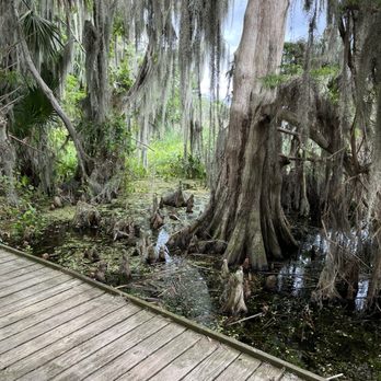 Trimble Park - Huge trees - Parks Near Me - Mount Dora, Florida