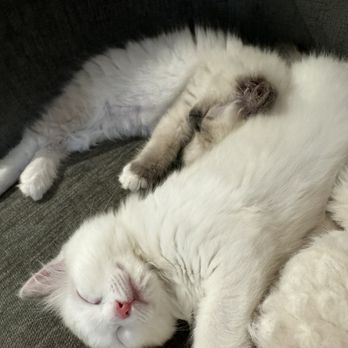 SD Ragdolls - Pet Breeders Near Me - Beverly Hills, California SD Ragdolls - Pet Breeders Near Me - Beverly Hills, California