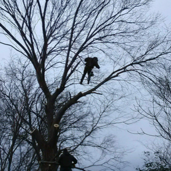 Tree Pro - Tree Services Near Me Tree Pro - Tree Services Near Me