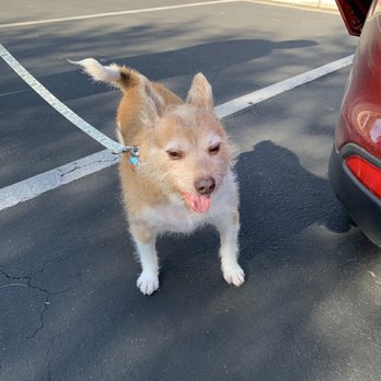 Petco - Rusty 5/24/2019 by Eva #PetcoGrooming - Pet Stores Near Me - Las Vegas, Nevada Petco - Rusty 5/24/2019 by Eva #PetcoGrooming - Pet Stores Near Me - Las Vegas, Nevada