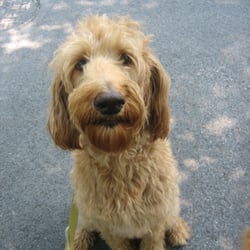 Pet Sitter Columbia - i would love some water after my walk!