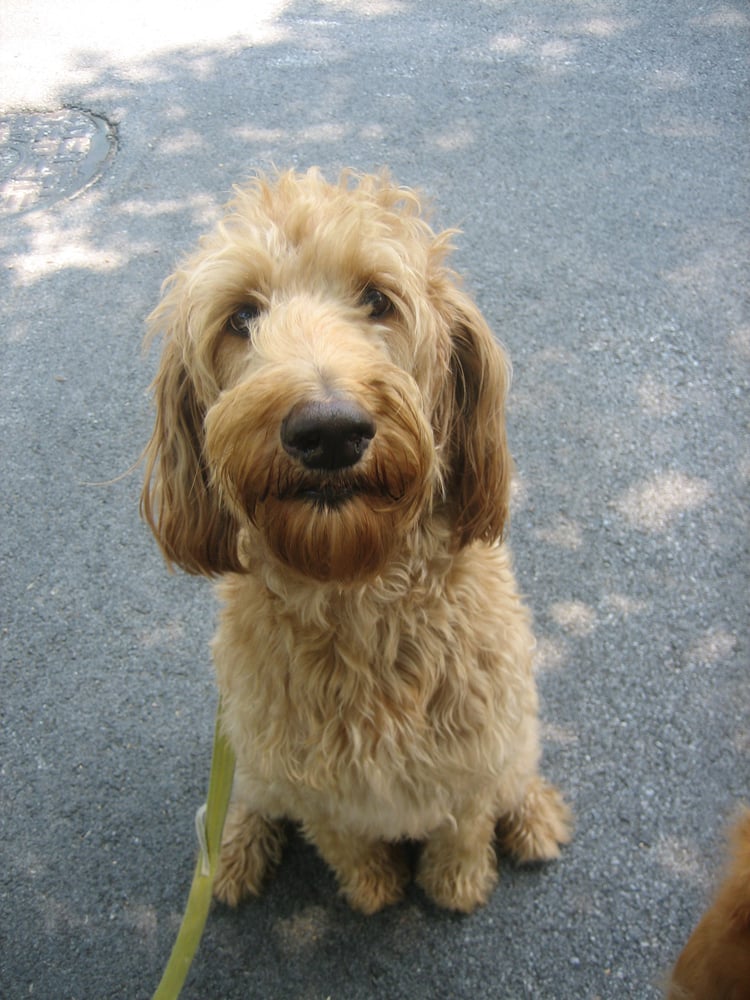 Pet Sitter Columbia - pet boarding facility in Elkridge, MD