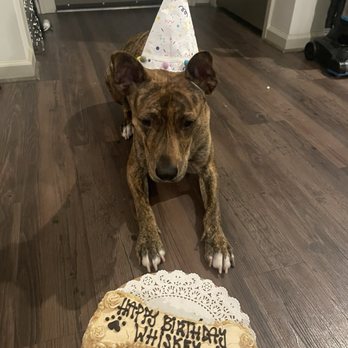 Three Dog Bakery - My dog loved his cake! - Pet Stores Near Me - Mt Juliet, Tennessee Three Dog Bakery - My dog loved his cake! - Pet Stores Near Me - Mt Juliet, Tennessee
