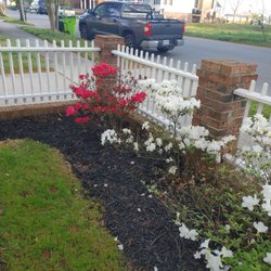 TrimLawn Organics - These Azalea bushes were in rough shape. Our team knew what organic amendments would bring them back to life!